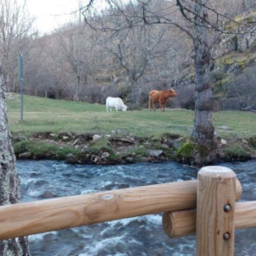 Ganado pastando tranquilamente junto al río en La Hiruela
